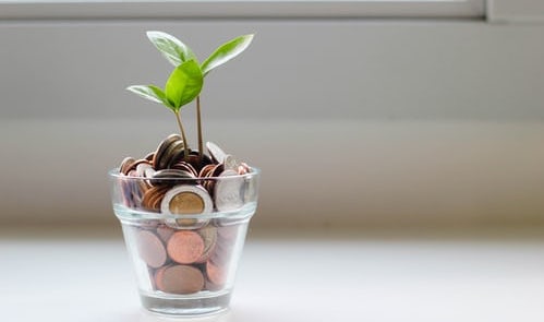 Seed planted in vase of money.