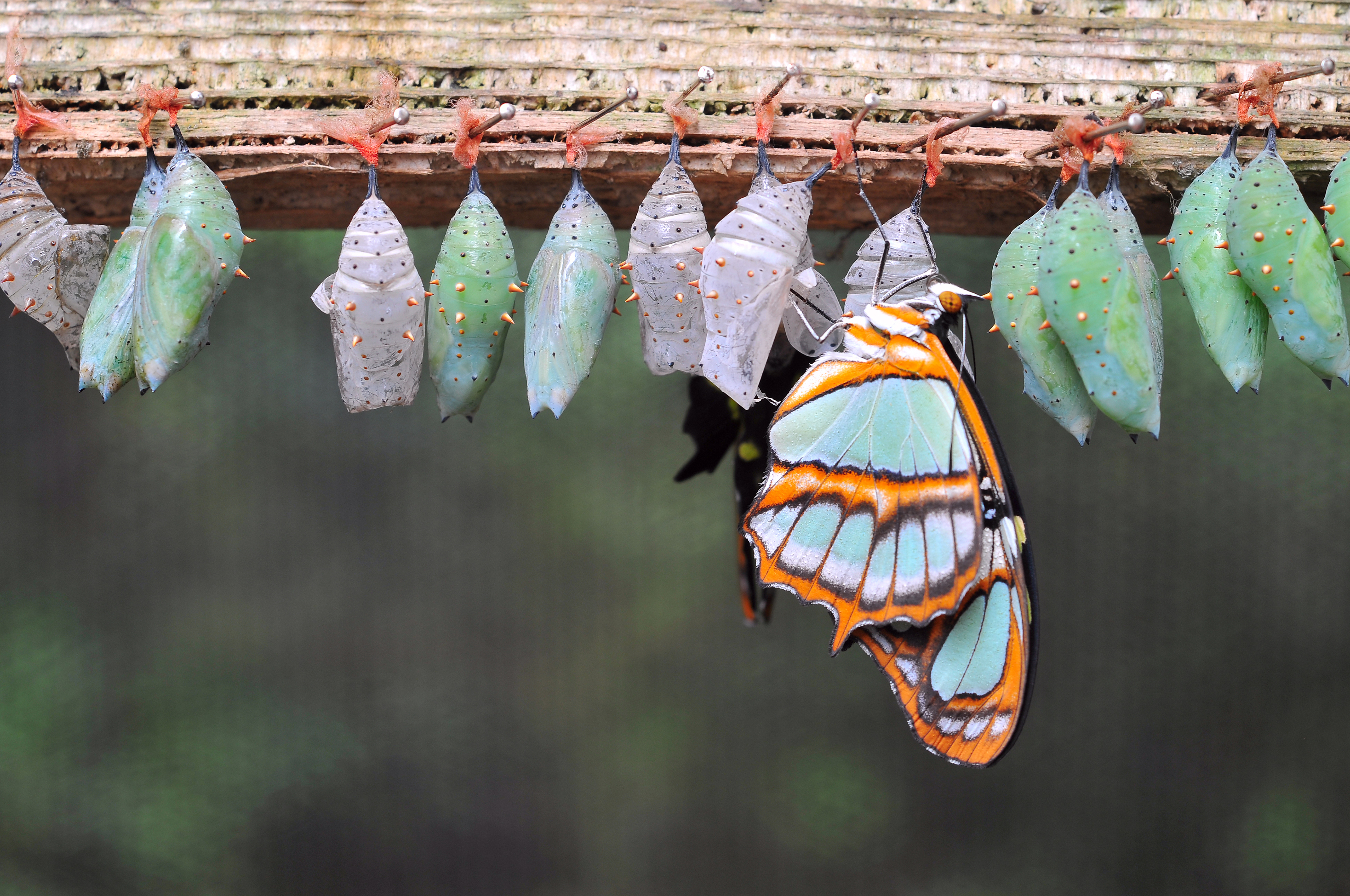 Just like a butterfly takes time to form, you can become a great leader in time 